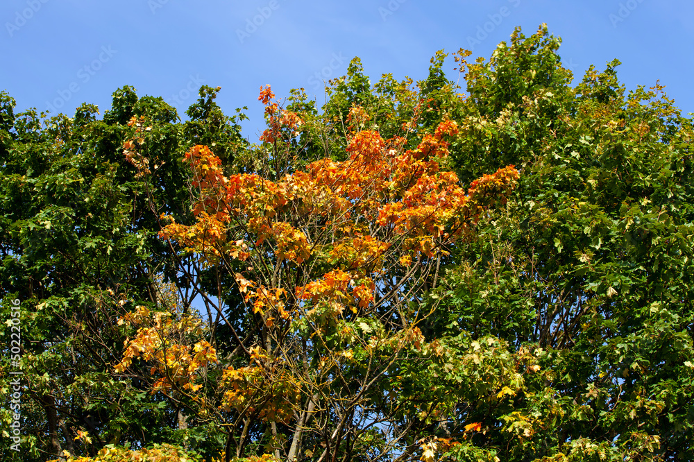 trees with orange foliage in the autumn season