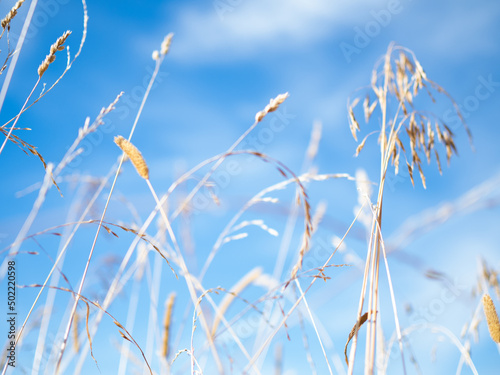 Fotografia Dry grass against the sky, shallow depth of field