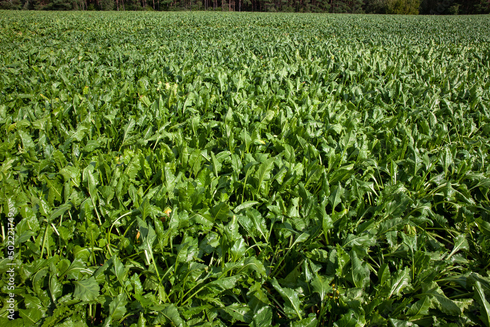 green tops of sugar beet grown in the field green tops of sugar beet grown in the field