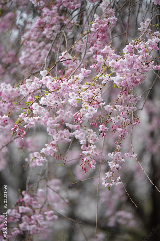 Obraz premium 枝垂れ桜