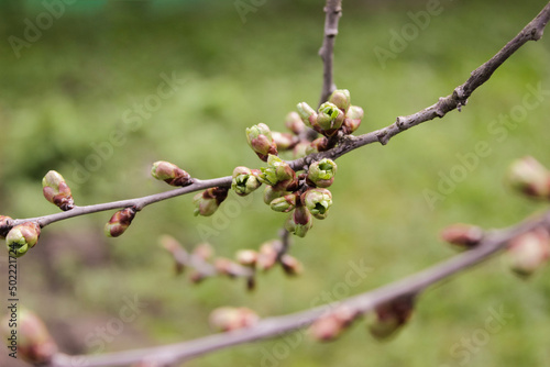 Branch of a cherry tree with small buds.A young branch of a sweet cherry with swollen buds and blossoming leaves against. Gardening in the spring.