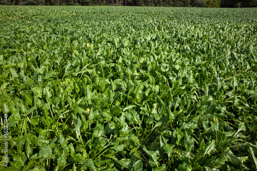 green tops of sugar beet grown in the field
