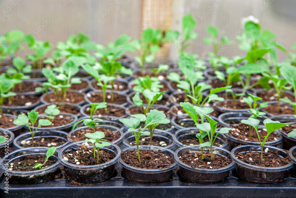 Young cabbage seedlings in a greenhouse. Young cabbage seedlings in a greenhouse.