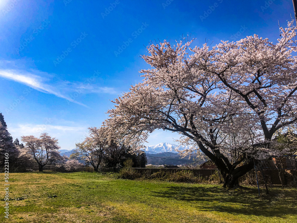 桜の木