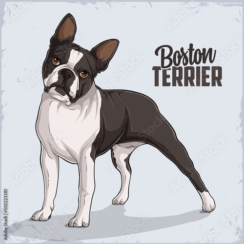 Cute dog breed Boston Terrier standing in full length isolated on white background