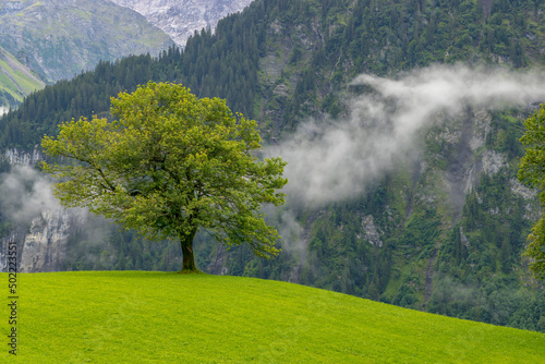 Lonely trees in countryside, Swiss Alps nearby Unterschächen photo