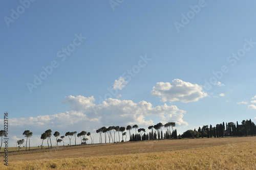 Kornfeld mit Bäumen und blauem Himmel in Umbrien