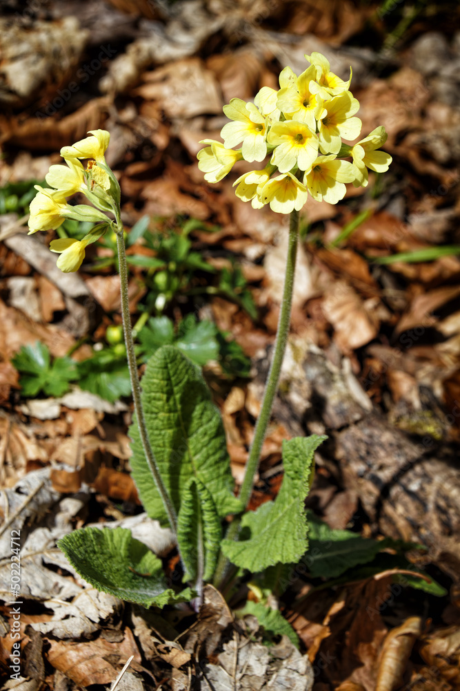 Early spring flower, blooming cowslip (primrose) in withered leaves, Primula veris