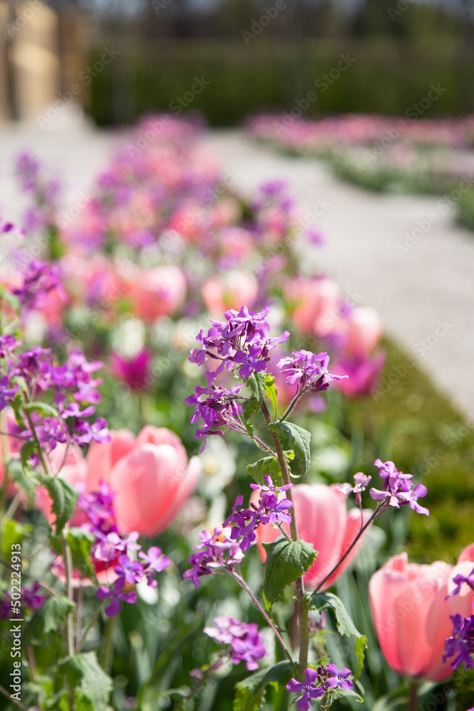 Obraz premium Flowers