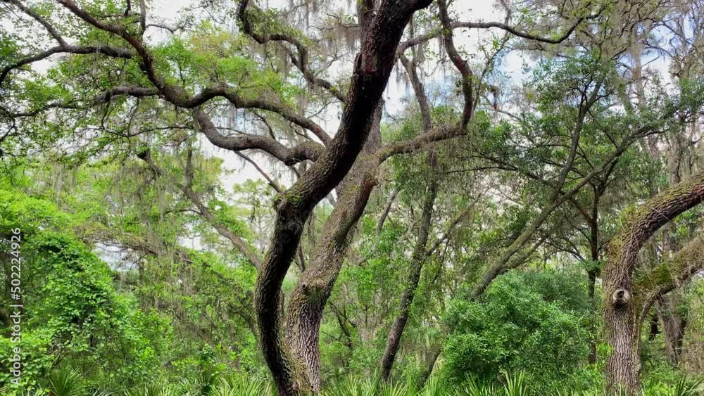 Panning Shot Of Trees In Lettuce Lake Park Florida, Panning Shot Of Trees In Lettuce Lake Park Florida,