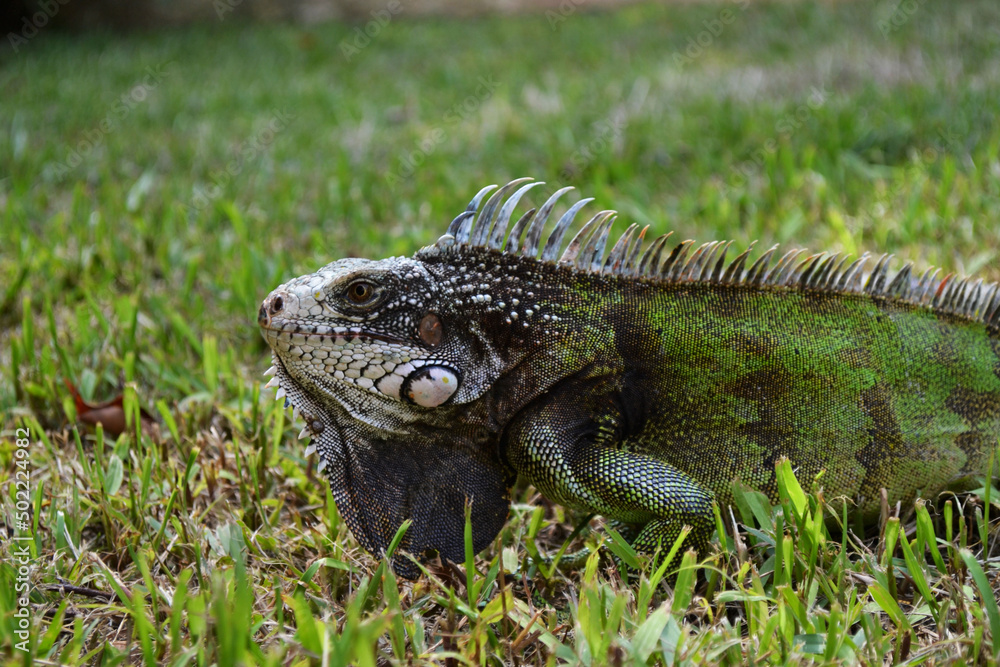 Obraz premium reptile called iguana in the fields of Venezuela