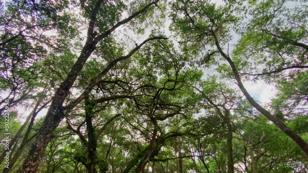 Wide Panning Shot Of Tree Tops on Sunny Day with Cloudy Blue Sky At Lettuce Lake Park In Tampa, Florida, USA with Blue Sky Wide Panning Shot Of Tree Tops on Sunny Day with Cloudy Blue Sky At Lettuce Lake Park In Tampa, Florida, USA with Blue Sky