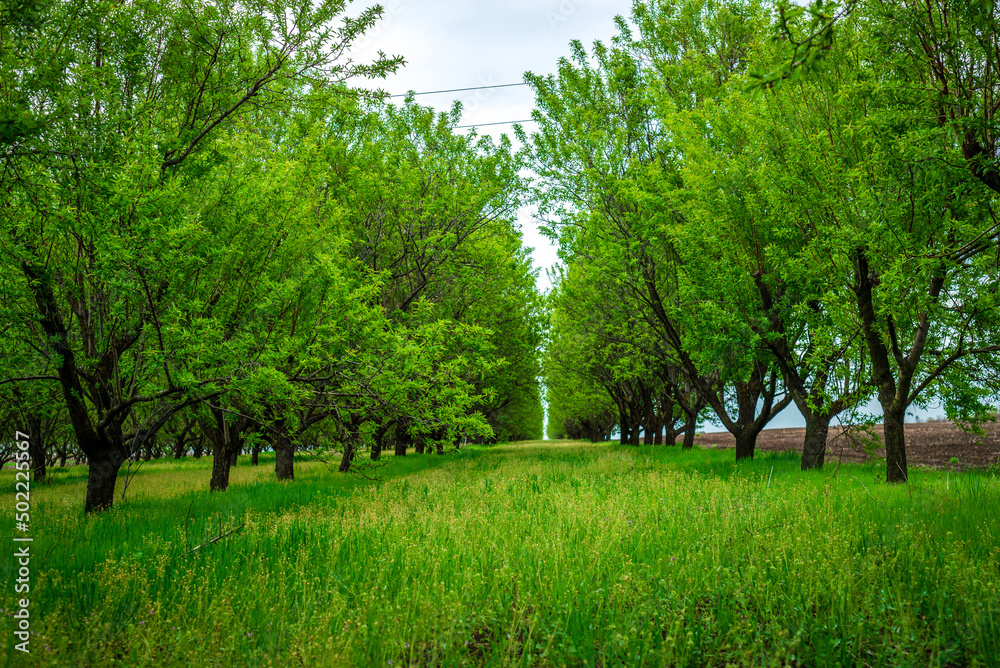 Row of Beautiful blooming of decorative apple and fruit trees. Agriculture, morning, Seasonal background. Flowering orchard in spring time. Scenic image of trees in dramatic garden. Beauty of earth, Row of Beautiful blooming of decorative apple and fruit trees. Agriculture, morning, Seasonal background. Flowering orchard in spring time. Scenic image of trees in dramatic garden. Beauty of earth,