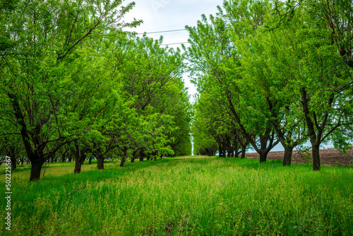 Row of Beautiful blooming of decorative apple and fruit trees. Agriculture, morning, Seasonal background. Flowering orchard in spring time. Scenic image of trees in dramatic garden. Beauty of earth, 