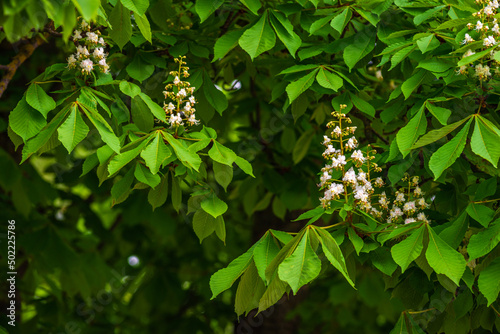 Flowers of a Chestnut Tree Twig, Fresh Green Leaves in Early Spring, selective focus, Aesculus hippocastanum spring blossom of  white horse-chestnut tree. blue sky, copy space, Aesculus flower, buckey photo