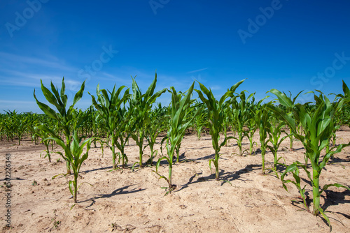 green corn field during cultivation