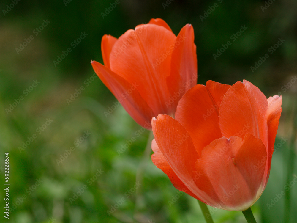 Red tulips in the garden against a background of green grass and other green plants. Red tulips in the garden against a background of green grass and other green plants.