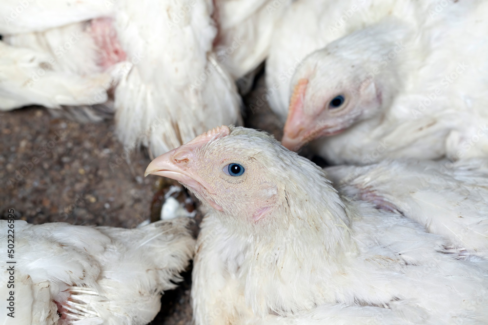 chicken-filled territory of poultry houses to produce meat products