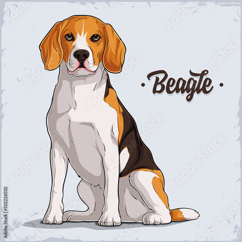 Cute dog breed Beagle sitting in full length isolated on white background