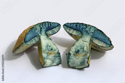 Two halves of the edible mushroom Gyroporus cyanescens, commonly known as the bluing bolete or the cornflower bolete, are lying on a white surface. After cutting, the mushroom turned blue very quickly photo