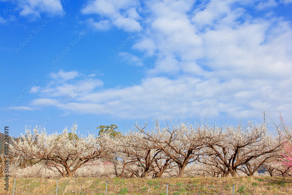 Fototapeta premium 全盛期の梅園