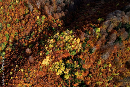 Fall forest in autumn season photographer from a drone autumn.Forest with colorful leaves on a sunny afternoon. Red and yellow leaves, romantic and beautiful autumn day. © Silviu