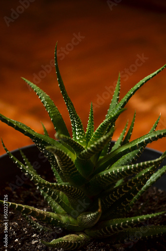 lacy aloe vera growing up in a pot with brown background