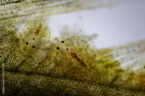 Принти на полотні Parasitic (Argulus sp