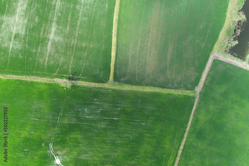 Green rice Fileds aerial view Thailand countryside