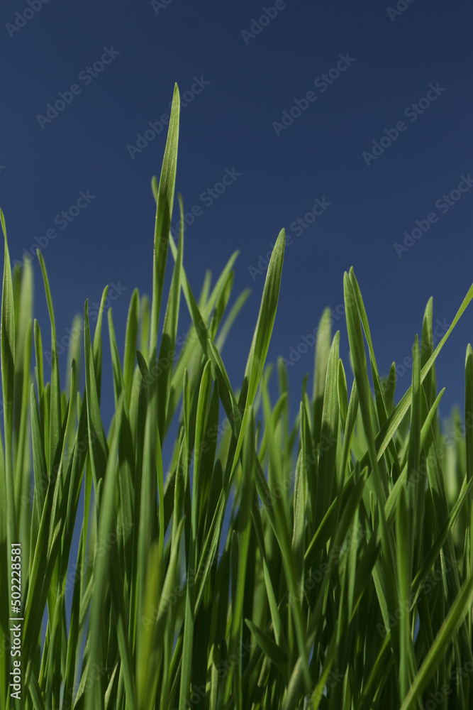 Obraz premium Frog view of green wheat with deep blue sky in background. Spring sunshine.