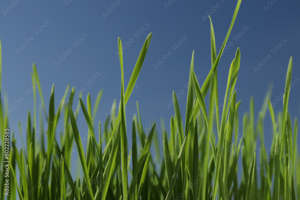 Fototapeta premium Frog view of green wheat with deep blue sky in background. Spring sunshine.