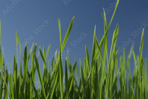 Frog view of green wheat with deep blue sky in background. Spring sunshine.