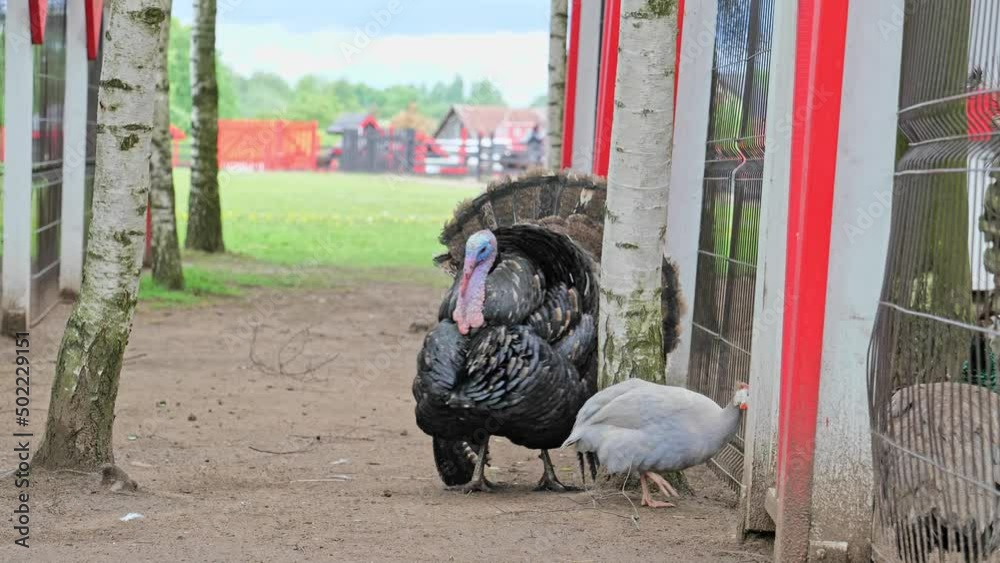 black beautiful turkey with red head, crest, snood walking in the the open zoo. Poultry farm village black beautiful turkey with red head, crest, snood walking in the the open zoo. Poultry farm village