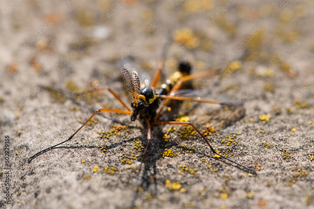 Ctenophora ornata is a true crane fly species in the genus Ctenophora. Macro close up of black and yellow insect sitting on concrete surface in bright sunlight with selective focus. Ctenophora ornata is a true crane fly species in the genus Ctenophora. Macro close up of black and yellow insect sitting on concrete surface in bright sunlight with selective focus.