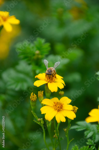 Portrait shot of bee collecting pollen on yellow flower and plants © Gebarret0