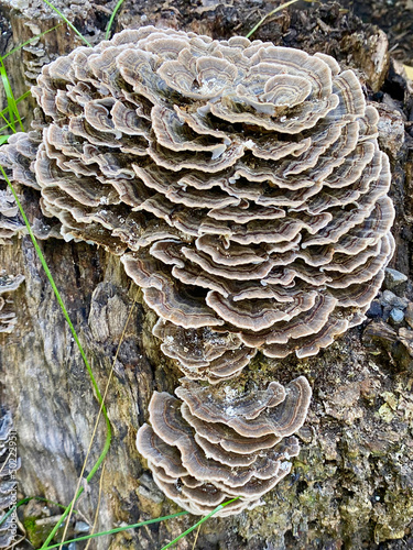 Turkey tail fungus growing on the tree trunk in the park