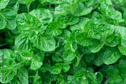 green mint plant. leaves background. folk medicine