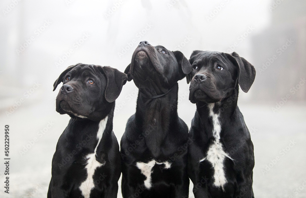 Three Italian Cane Corso puppies in the fog Three Italian Cane Corso puppies in the fog