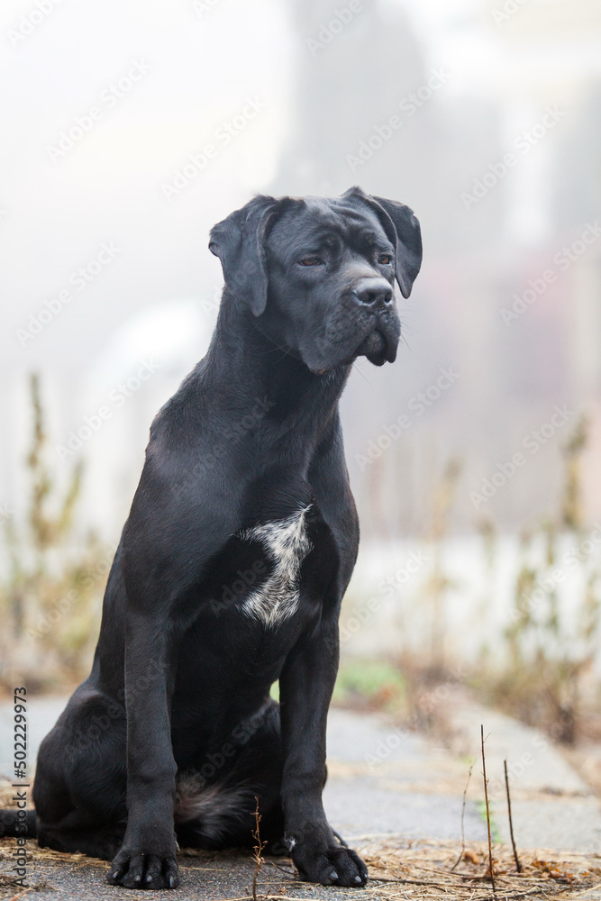 Italian Cane Corso puppy in the fog Italian Cane Corso puppy in the fog