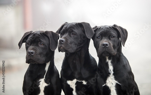 Three Italian Cane Corso puppies in the fog