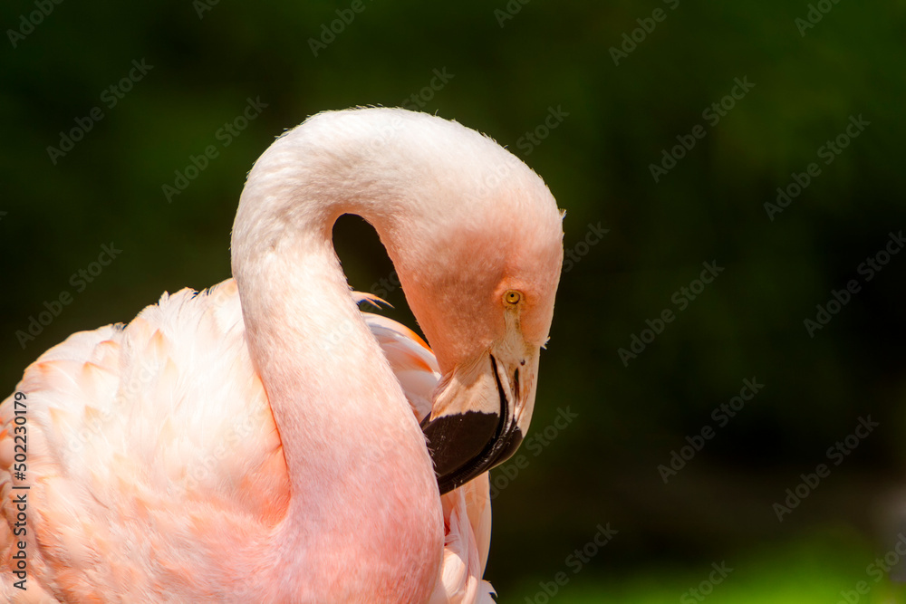 Fototapeta premium Chileflamingo (Phoenicopterus chilensis)