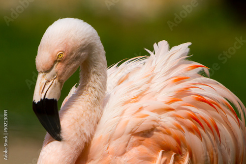 Chileflamingo (Phoenicopterus chilensis)