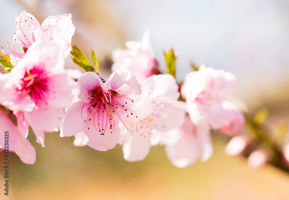 blossoming peach flowers in the garden in spring blossoming peach flowers in the garden in spring