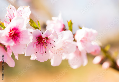 blossoming peach flowers in the garden in spring