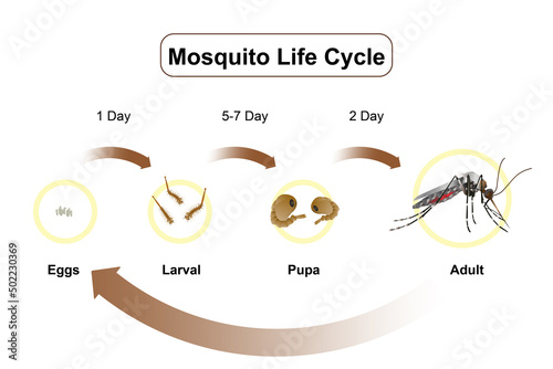 PrintThe life cycle of mosquitoes vector Infographic of insect Lay Eggs in water photo