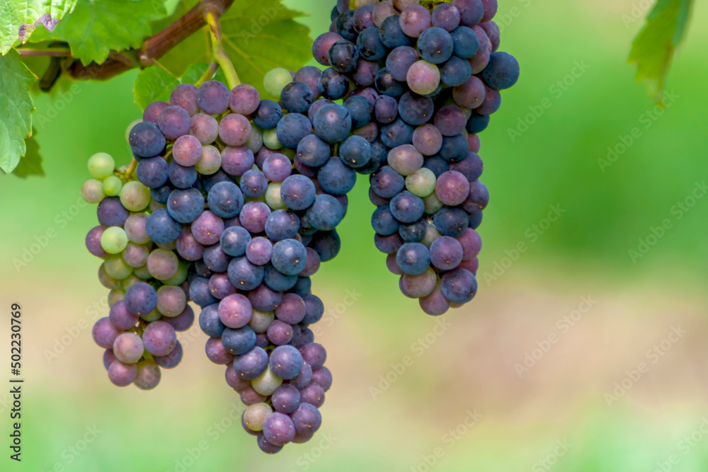 Blaue Weintrauben (Vitis sp.) am Rebstock Blaue Weintrauben (Vitis sp.) am Rebstock