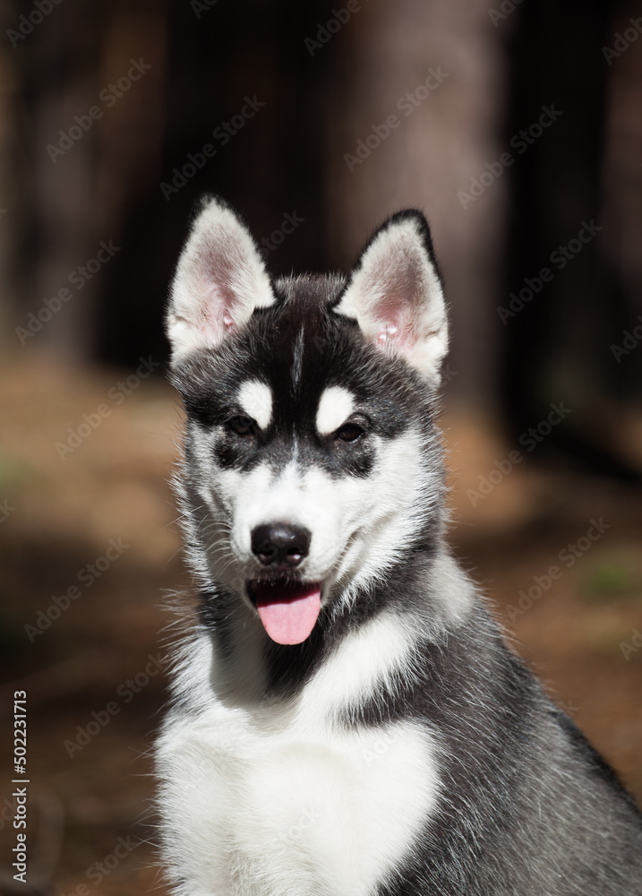 Black and white Siberian Husky puppy in the forest