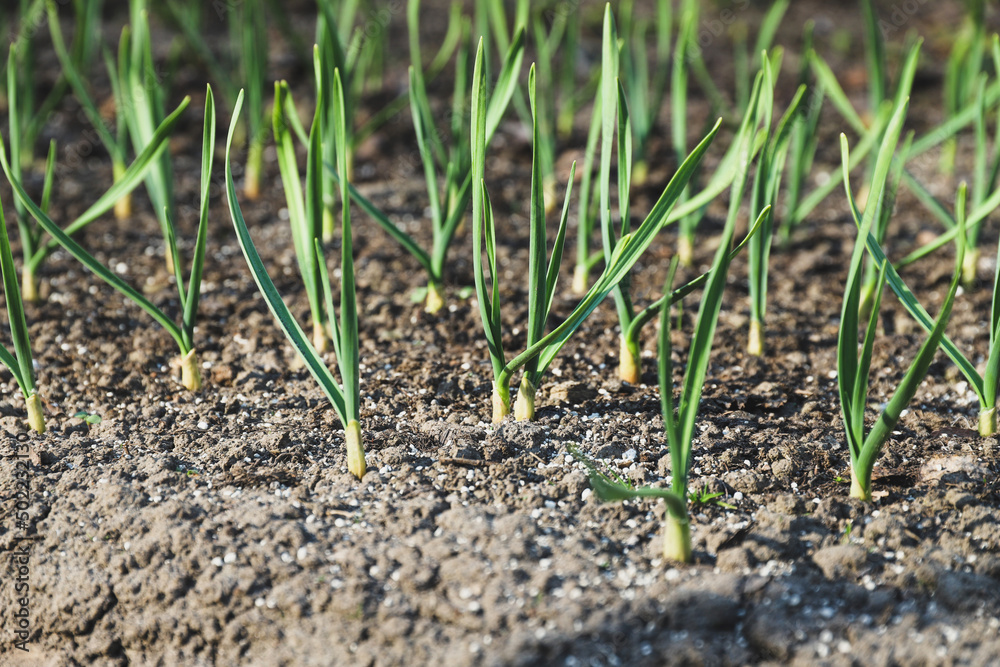 Onion in the garden bed close-up. Cultivation Onion in the garden bed close-up. Cultivation