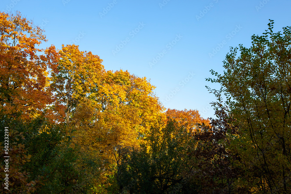 foliage of trees in the park in the autumn season