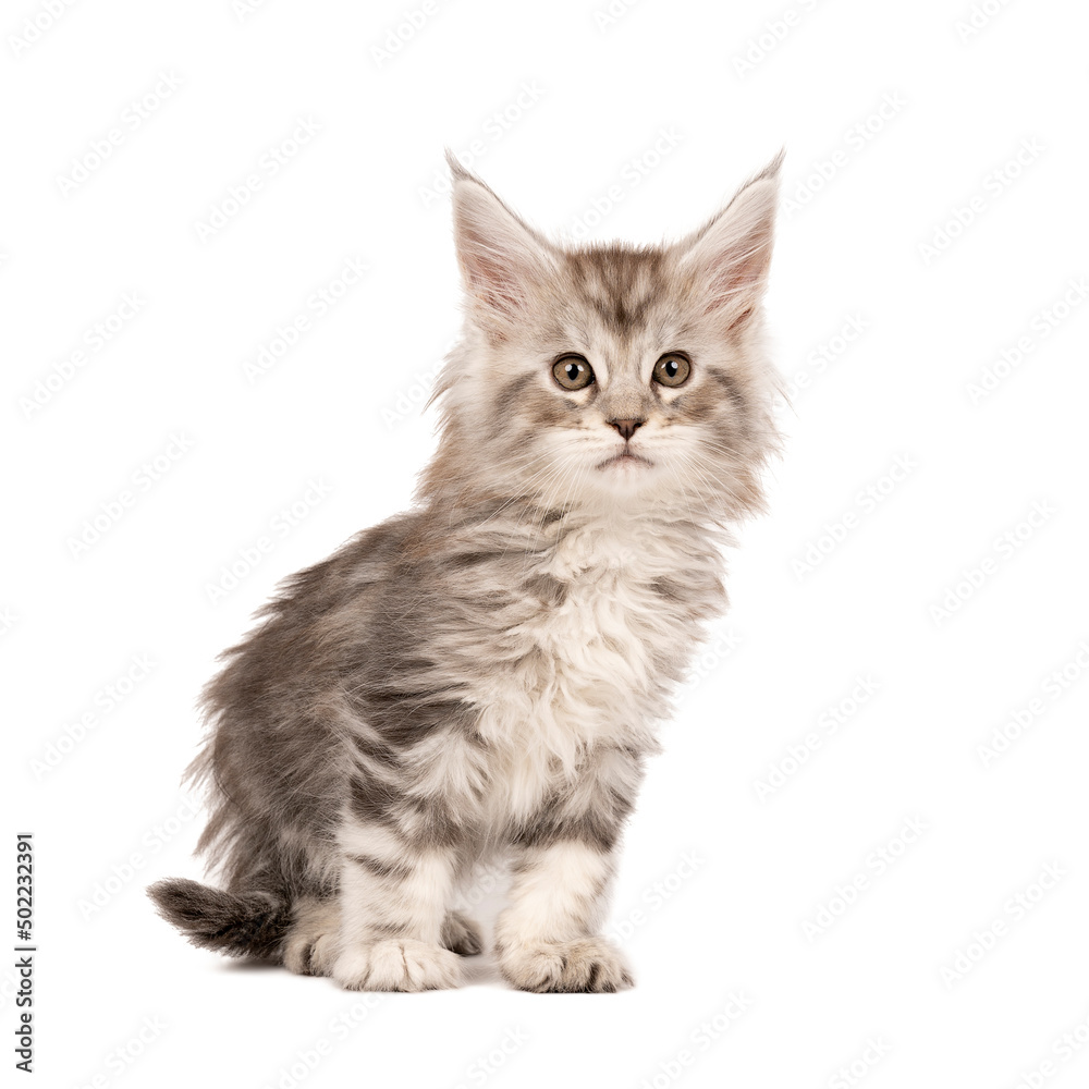 Funny cute Maine coon cat kitten, close up. Largest domesticated breeds of felines. isolated on white